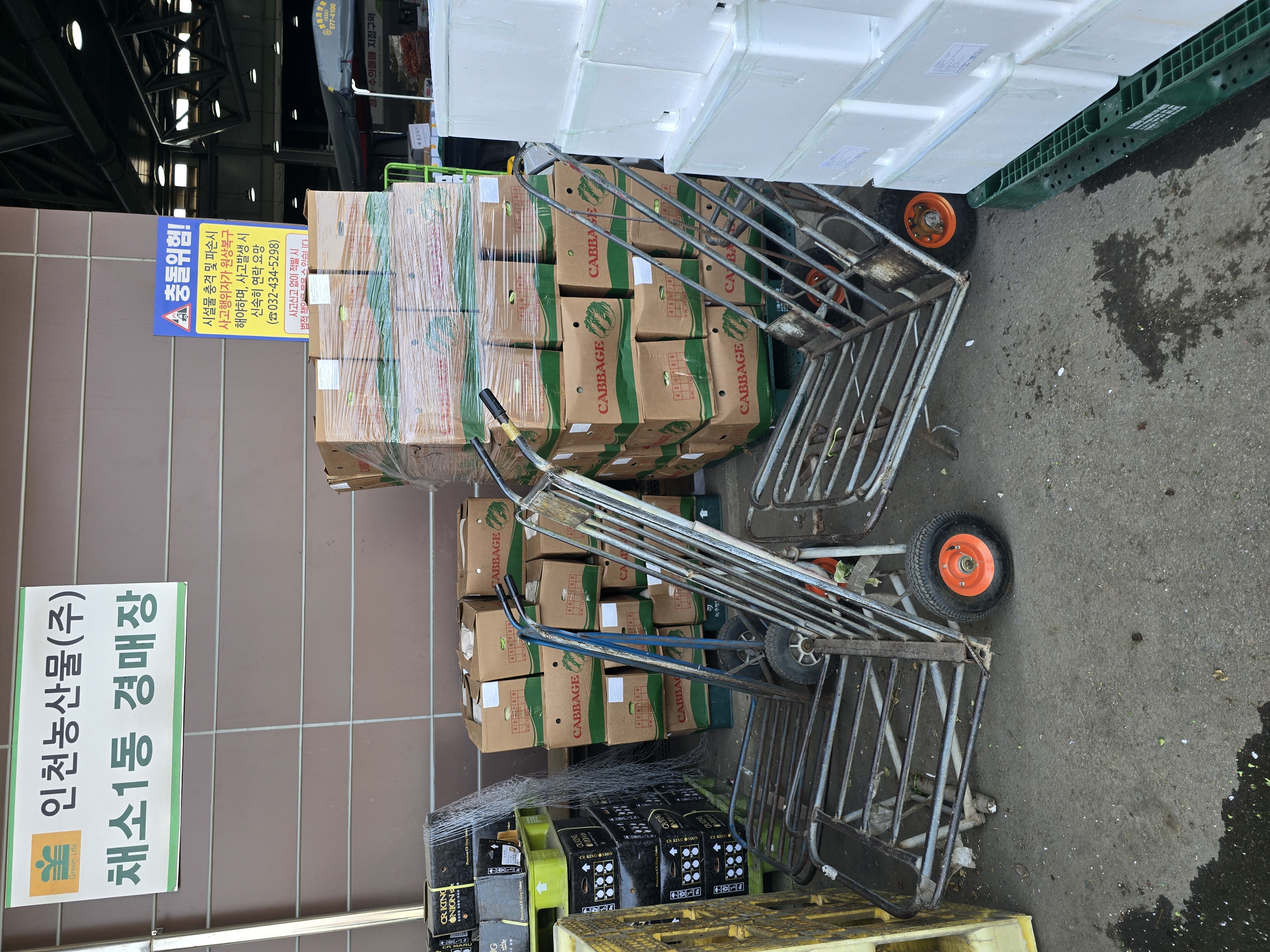 중국산 배추 정식 수입 (최초 검사 및 필수 인증 완료)